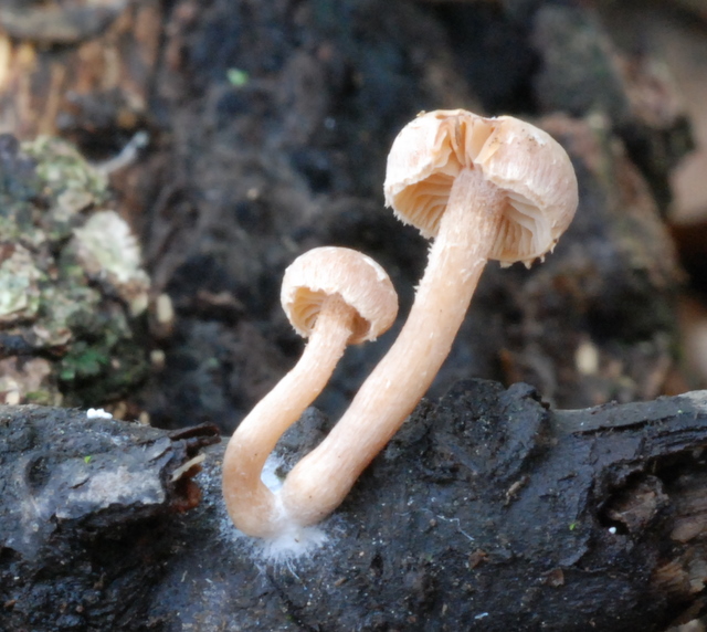 uscita con Zico e Luigi